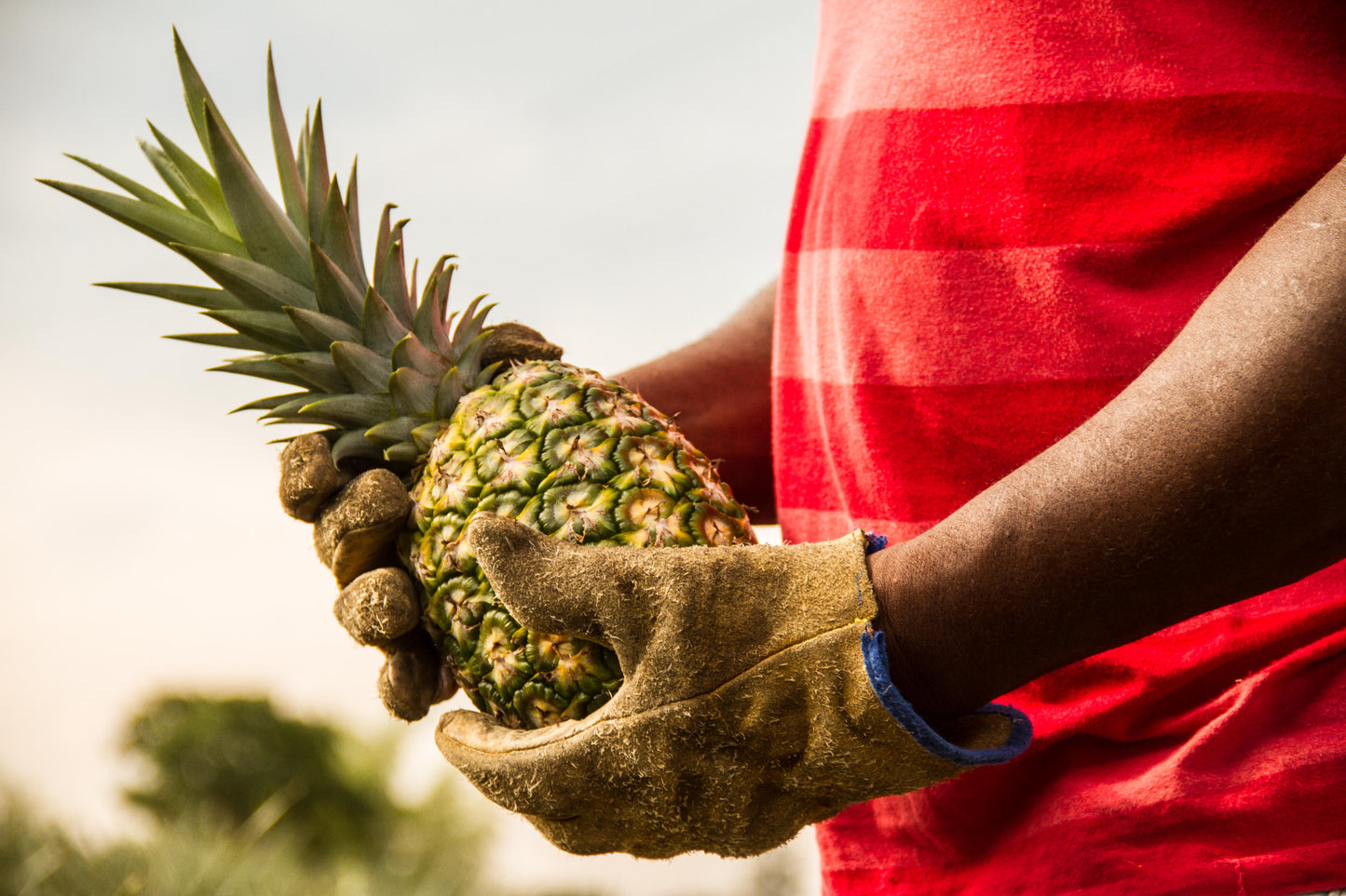 2GO!® Organic Dried Pineapple