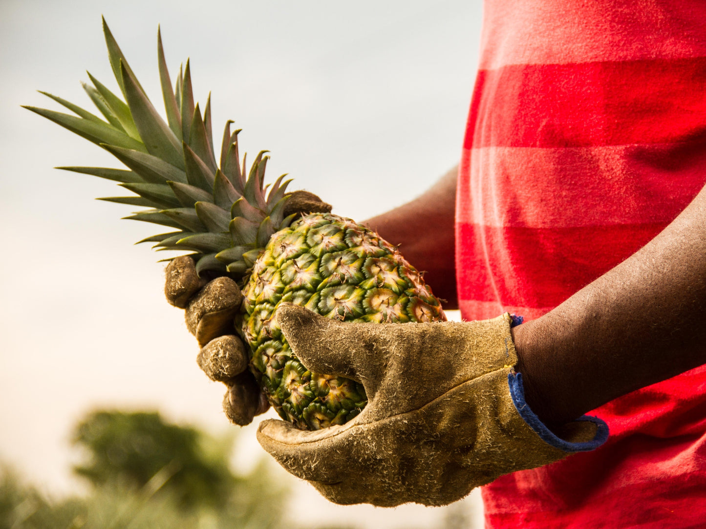 Ananas séché biologique 2GO!®