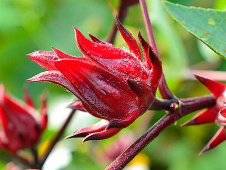 Sorrel Hot Sauce - Caribbean Christmas Spice Magic