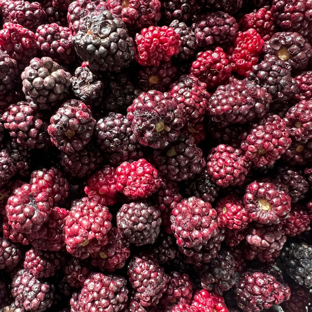 Freeze-dried Blackberries