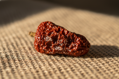 Close-up macro of Chiloe pepper